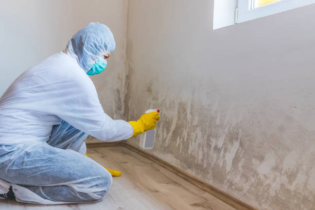 Licensed Mold Remediation service in Clarklake, MI - WQB Mold Removal
